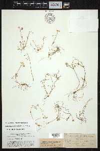 Claytonia gypsophiloides image