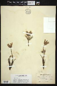 Pulsatilla patens image