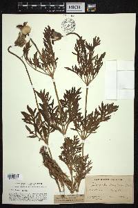 Clematis hirsutissima image