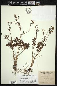 Ranunculus nuttallii image