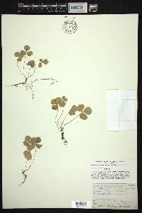 Coptis trifolia image