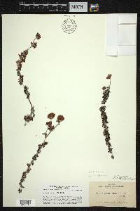 Eriogonum parvifolium image