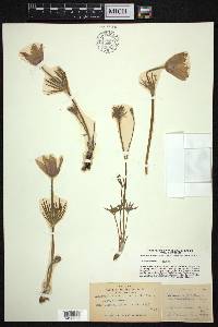 Pulsatilla patens subsp. multifida image