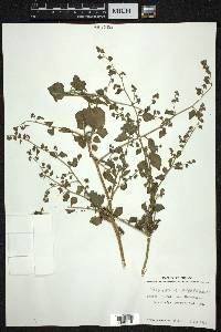 Salpianthus purpurascens image