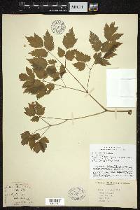 Actaea pachypoda image