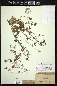 Ranunculus parviflorus image