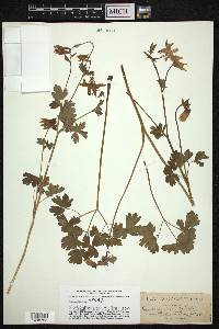 Aquilegia truncata image