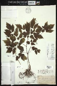 Actaea rubra image