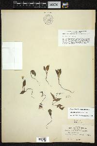 Claytonia caroliniana image