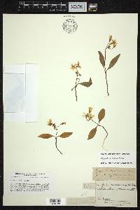 Claytonia caroliniana image