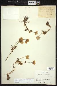 Anemone biflora image