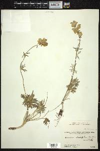 Aconitum rotundifolium image