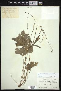 Anemone rivularis image