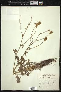 Aquilegia fragrans image