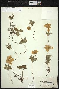 Eriocapitella rupicola image