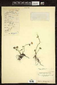 Ranunculus hirtellus image