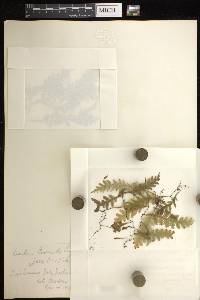 Trichomanes polypodioides image