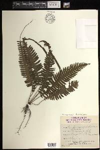 Trichomanes diversifrons image