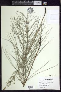 Equisetum palustre image