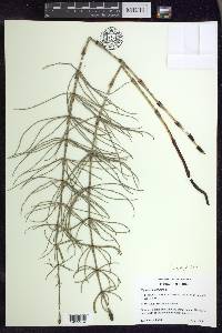 Equisetum palustre image