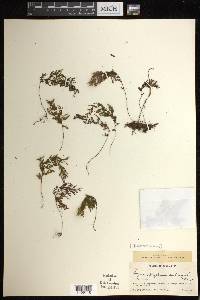 Hymenophyllum subrigidum image