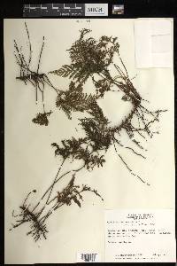 Trichomanes scandens image