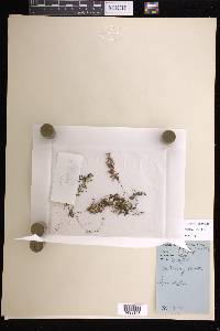 Hymenophyllum fucoides image