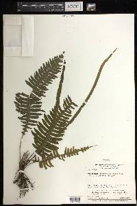 Trichomanes diversifrons image