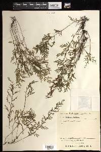 Trichomanes scandens image