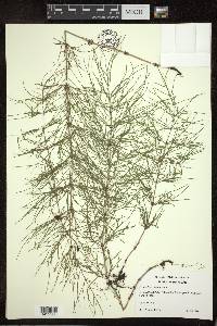 Equisetum sylvaticum image