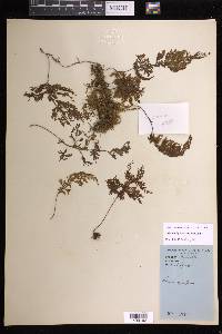 Hymenophyllum undulatum image
