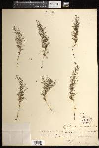 Polyphlebium capillaceum image