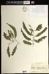 Trichomanes polypodioides image