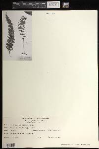 Trichomanes ludovicinum image