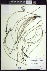 Equisetum × mackayi image