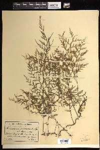 Trichomanes scandens image