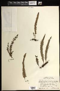 Trichomanes polypodioides image