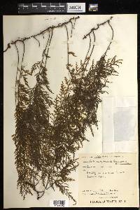 Trichomanes scandens image