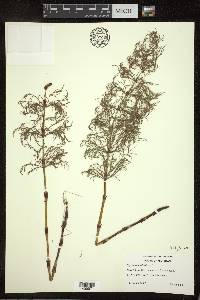 Equisetum sylvaticum image