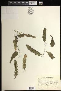 Trichomanes polypodioides image