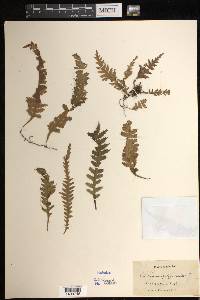 Trichomanes polypodioides image