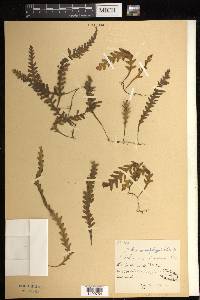 Trichomanes polypodioides image