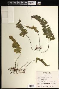 Trichomanes robustum image