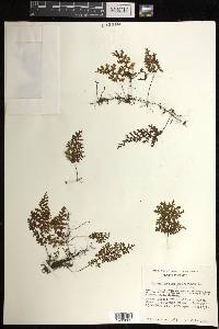 Hymenophyllum polyanthos image