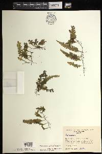 Trichomanes polypodioides image