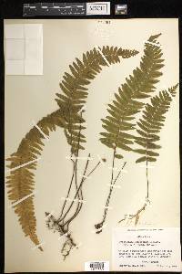 Trichomanes ludovicinum image