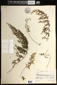 Hymenophyllum subrigidum image