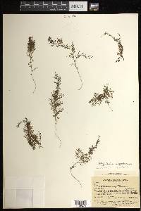 Polyphlebium angustatum image