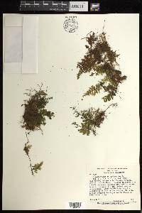 Hymenophyllum polyanthos image