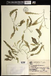 Trichomanes polypodioides image